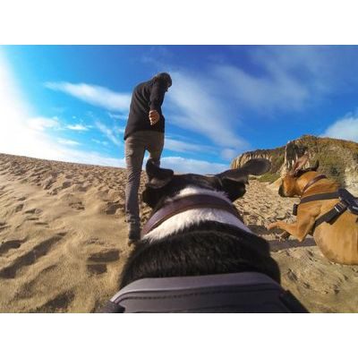 GoPro Fetch Dog Harness