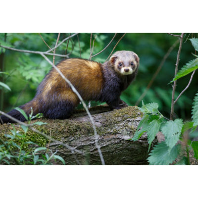 Workshop Wildlifefotografie - Steven Ruiter - Isselburg Duitsland - 29 september 2023