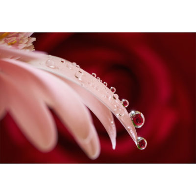 Sony FE 90mm f/2.8 Macro G OSS - Tweedehands