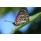 Canon EF 100mm f/2.8L Macro IS USM - Tweedehands