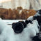 Afbeelding van Panasonic Lumix DC-S5 Mark II - Tweedehands