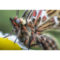 Laowa 100mm f/2.8 2X Ultra-Macro APO Canon RF-mount - Tweedehands